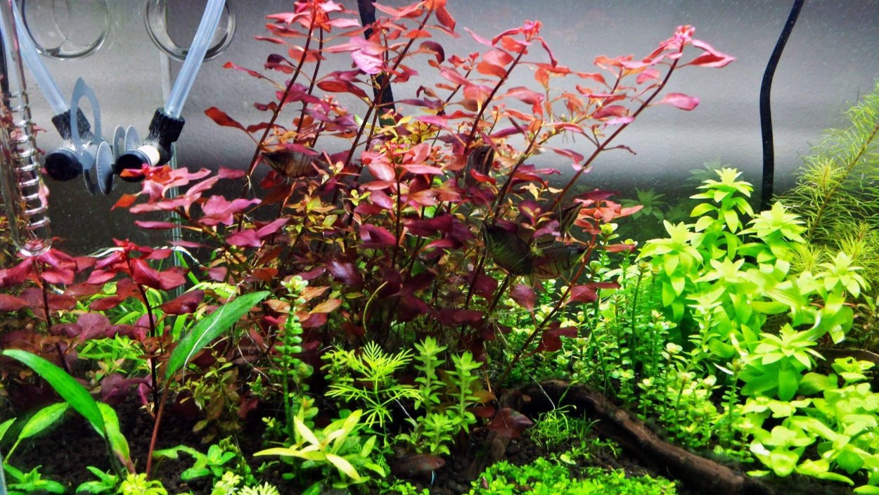 Бакопа Колората аквариумное