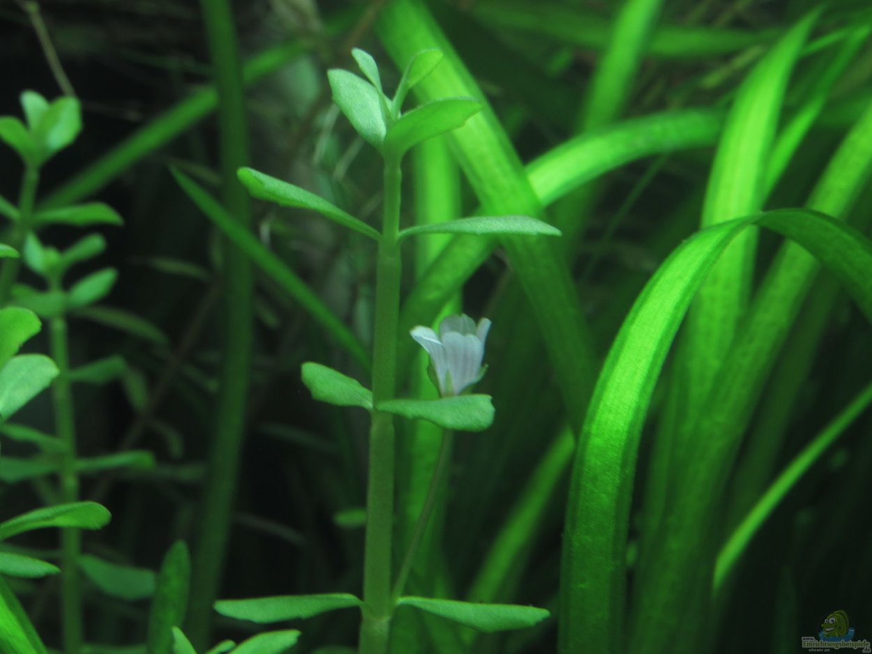 Бакопа Каролинская Bacopa caroliniana
