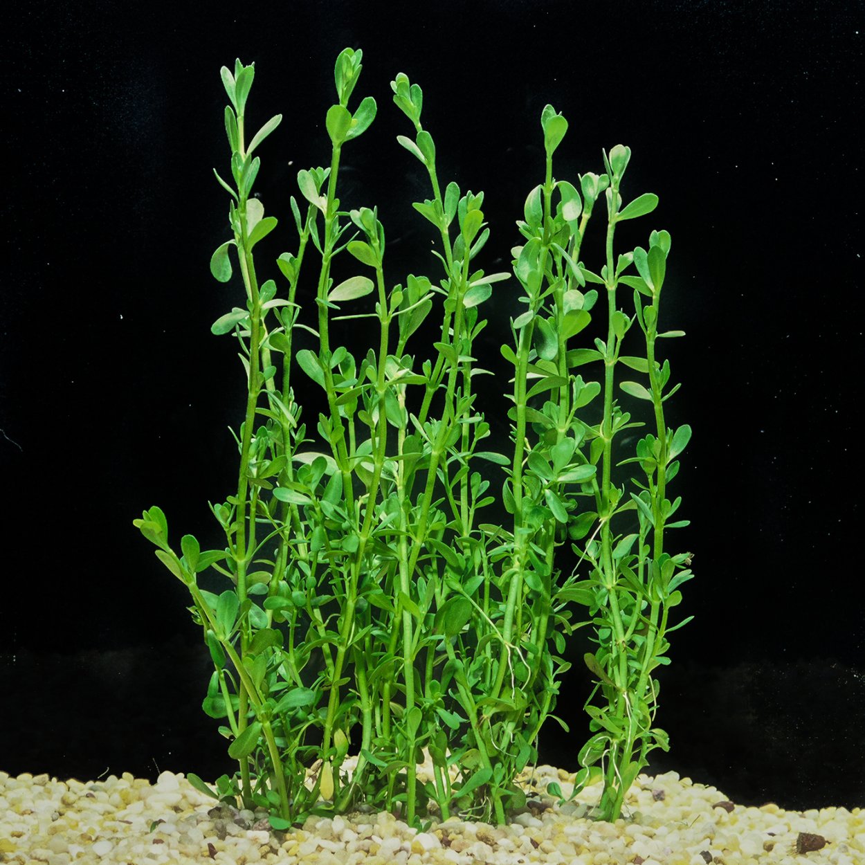 Ротала Мьянма (Rotala SP. Myanmar)
