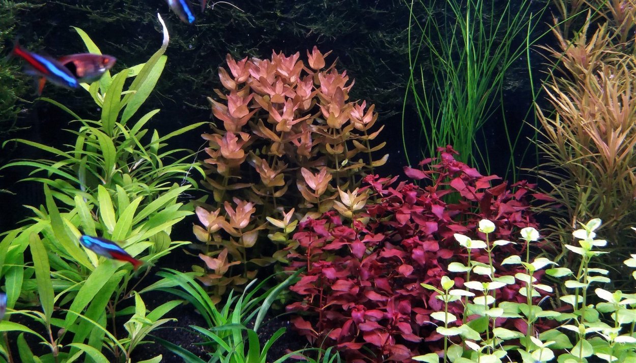 Бакопа Каролинская