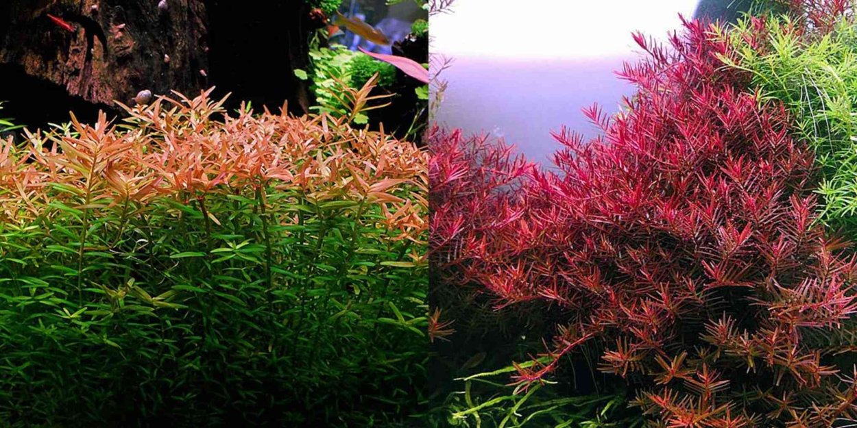 Бакопа Каролинская