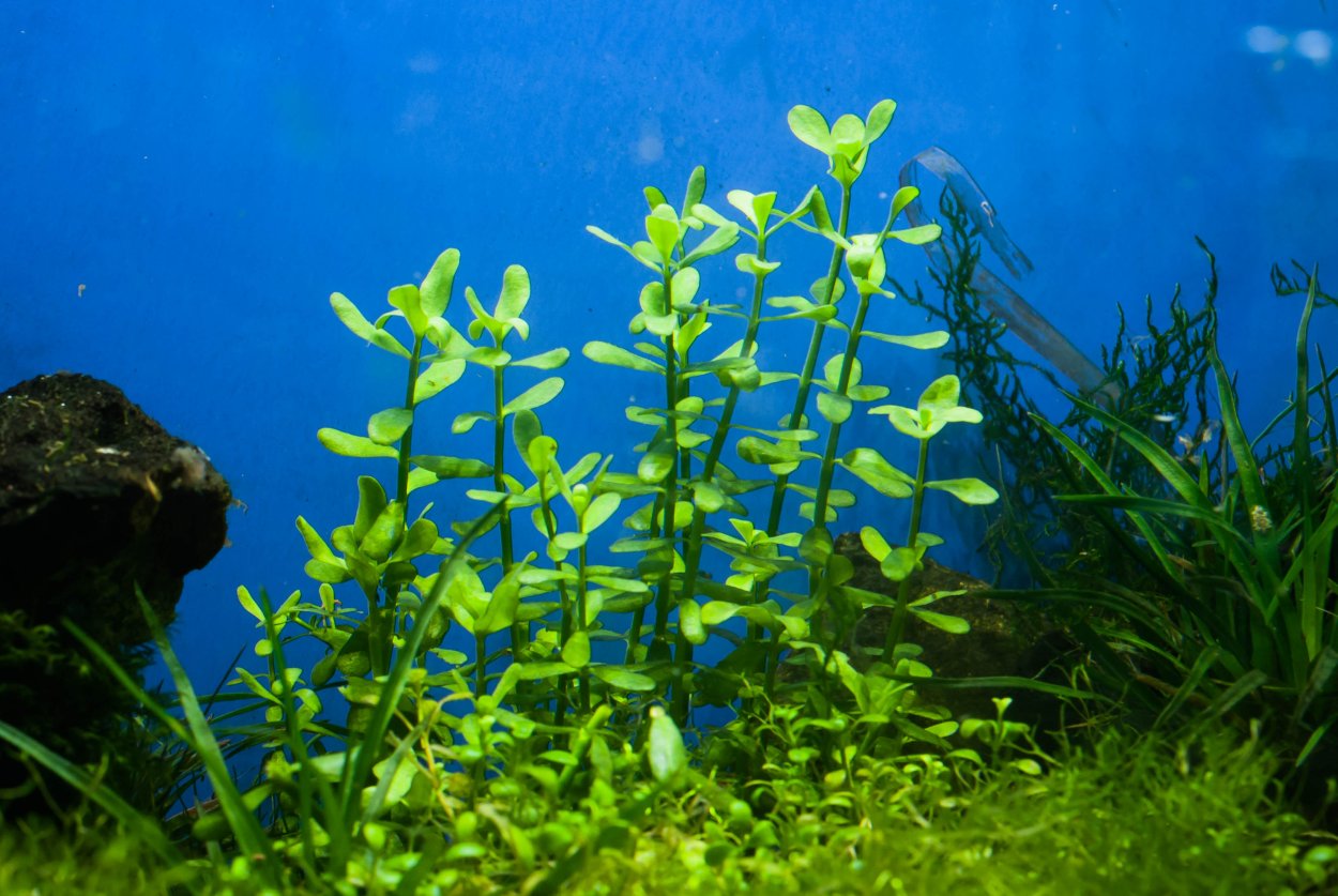 Бакопа Каролинская Хедиотис Зальцмана