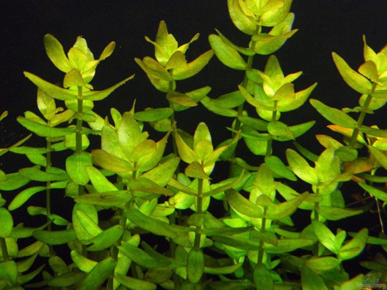 Бакопа Монье акваскейп