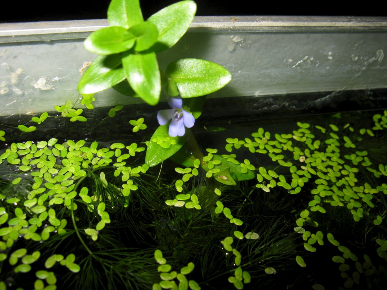 Бакопа Монье