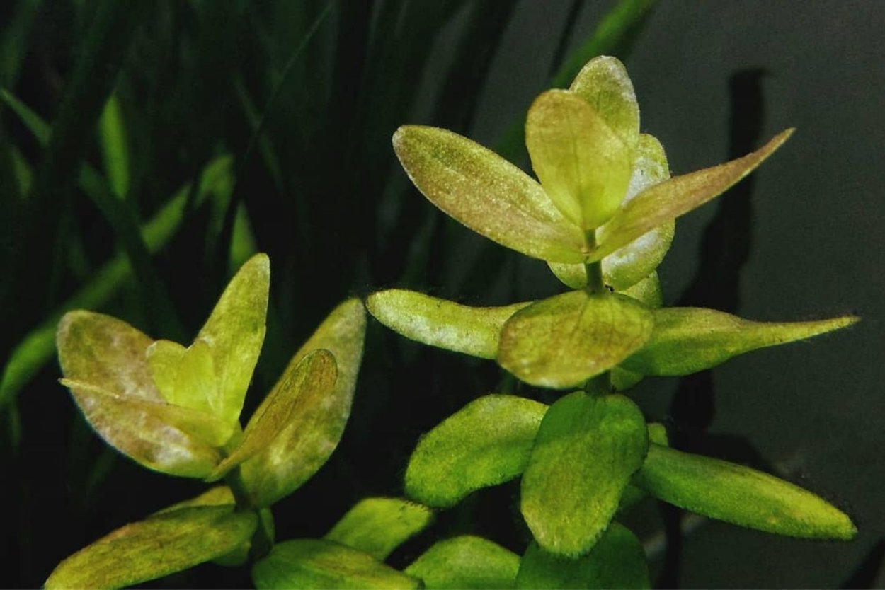 Бакопа Каролинская аквариумное