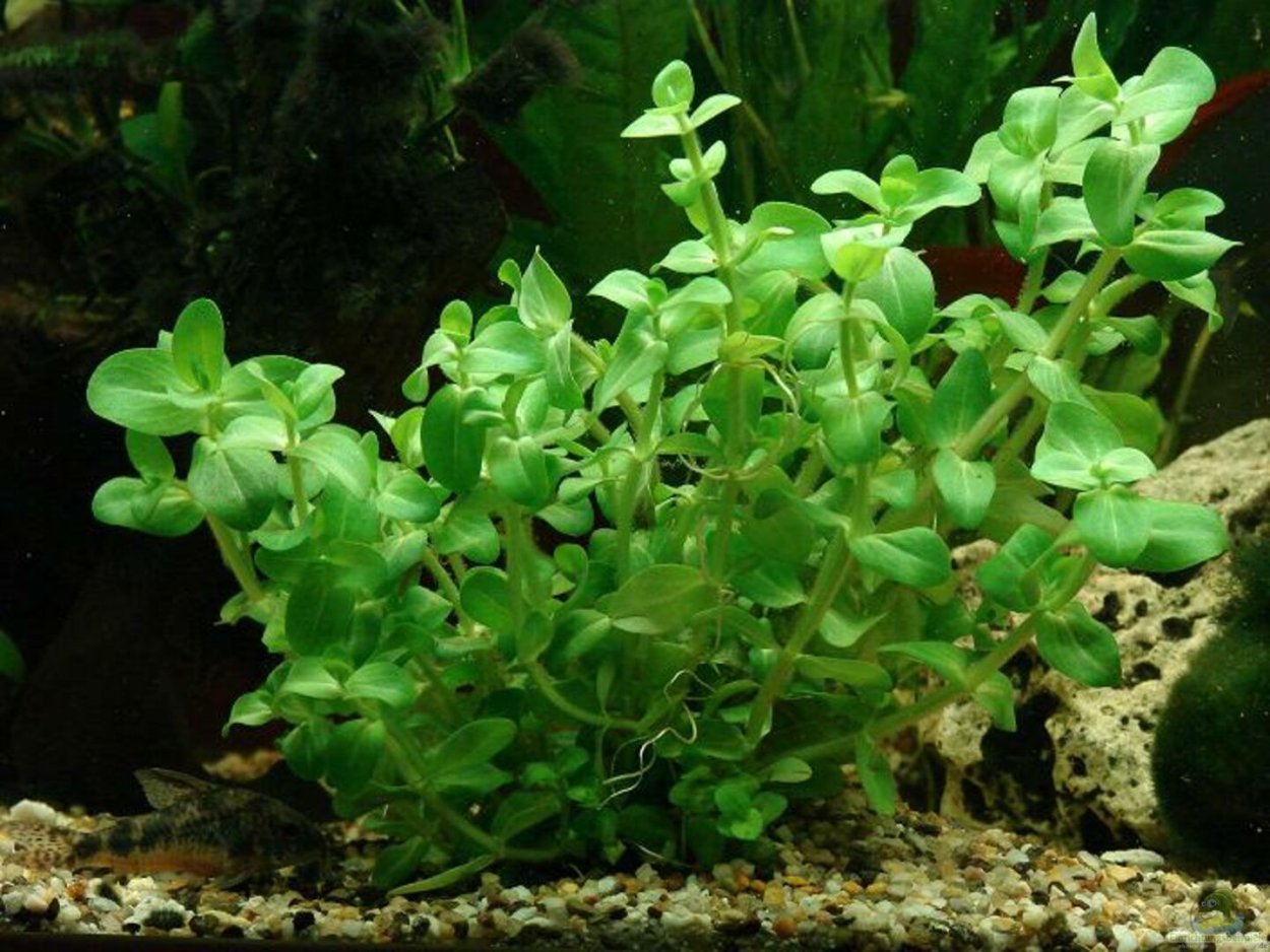 Гигрофила салисифолия Рубра