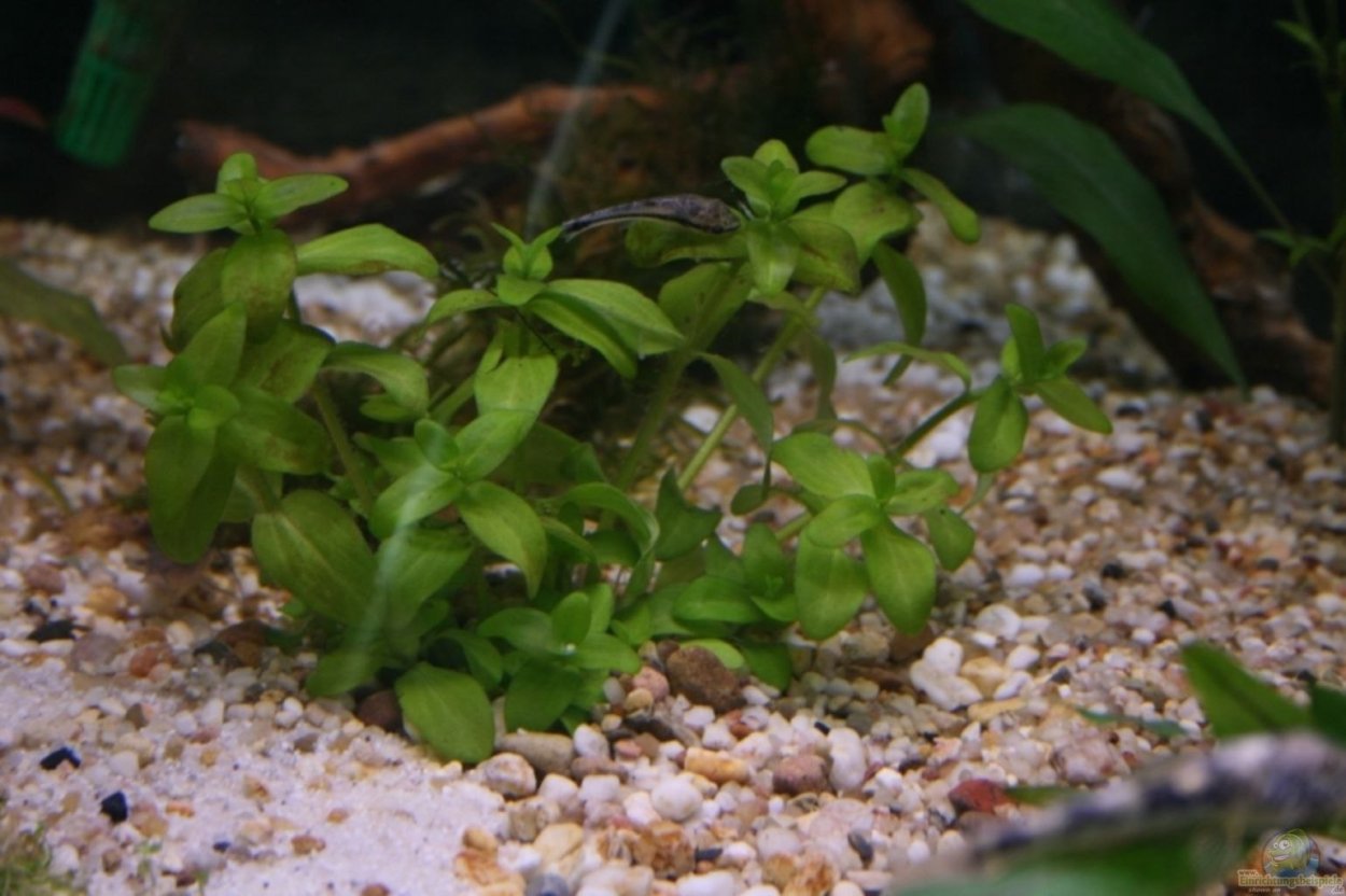 Бакопа австралийская (Bacopa Australis)