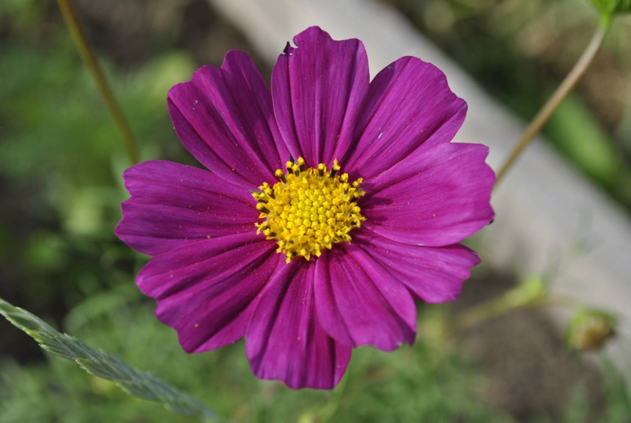 Астровые (Asteraceae)