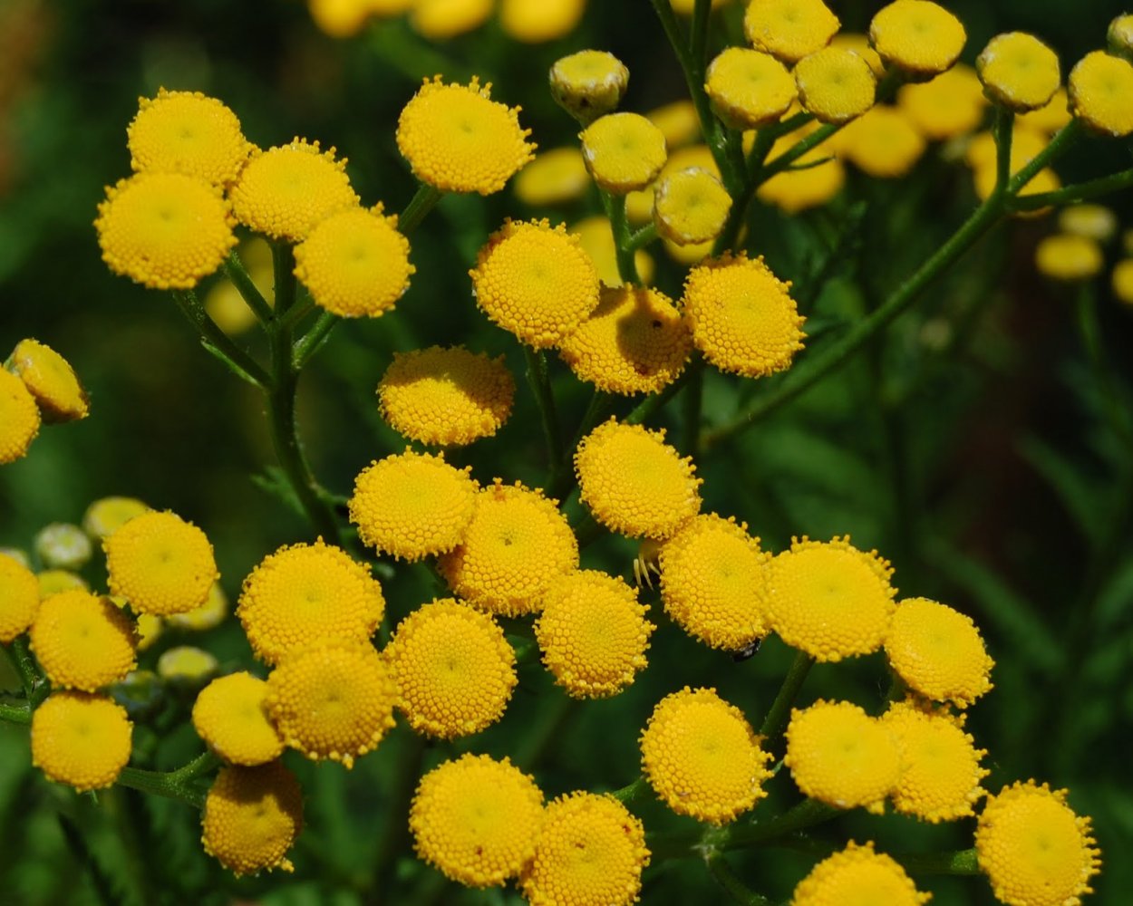 Астровые (подсемейство)