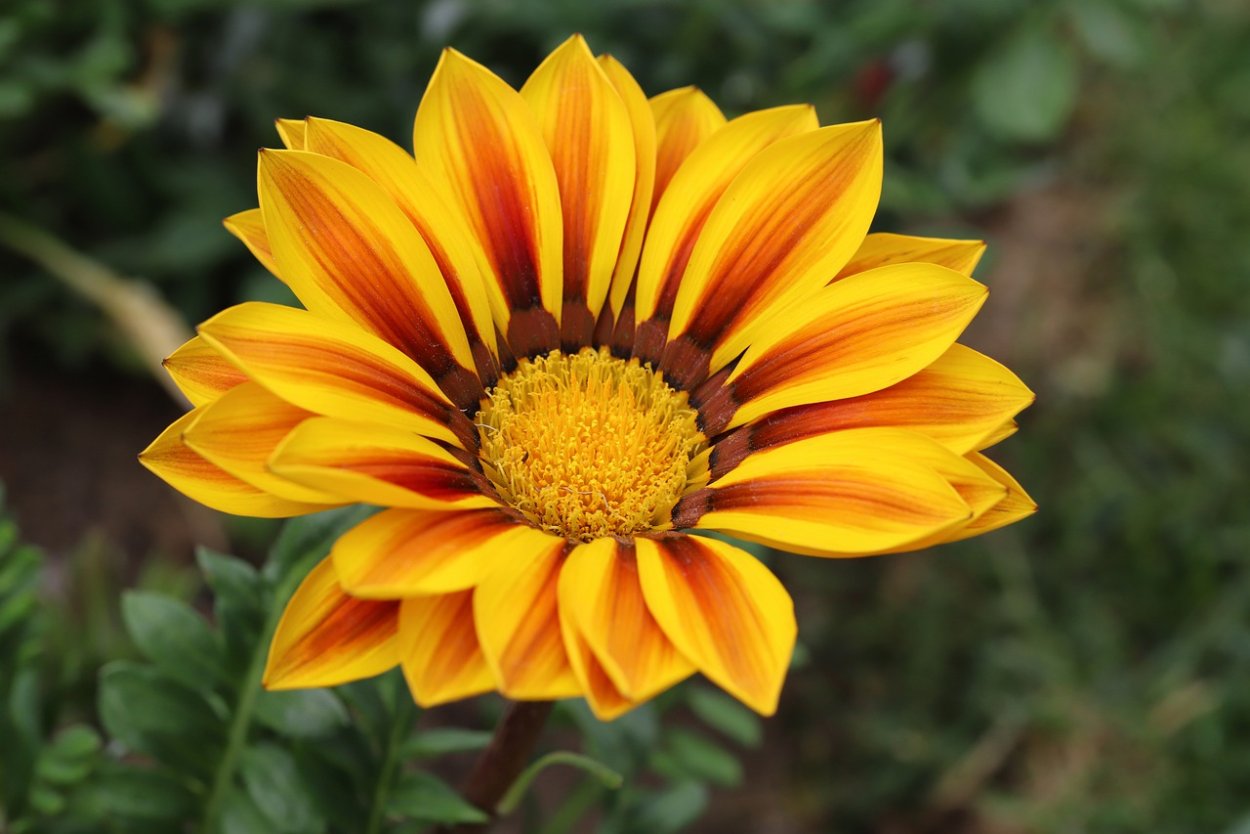 Chrysanthemum семейства Asteraceae