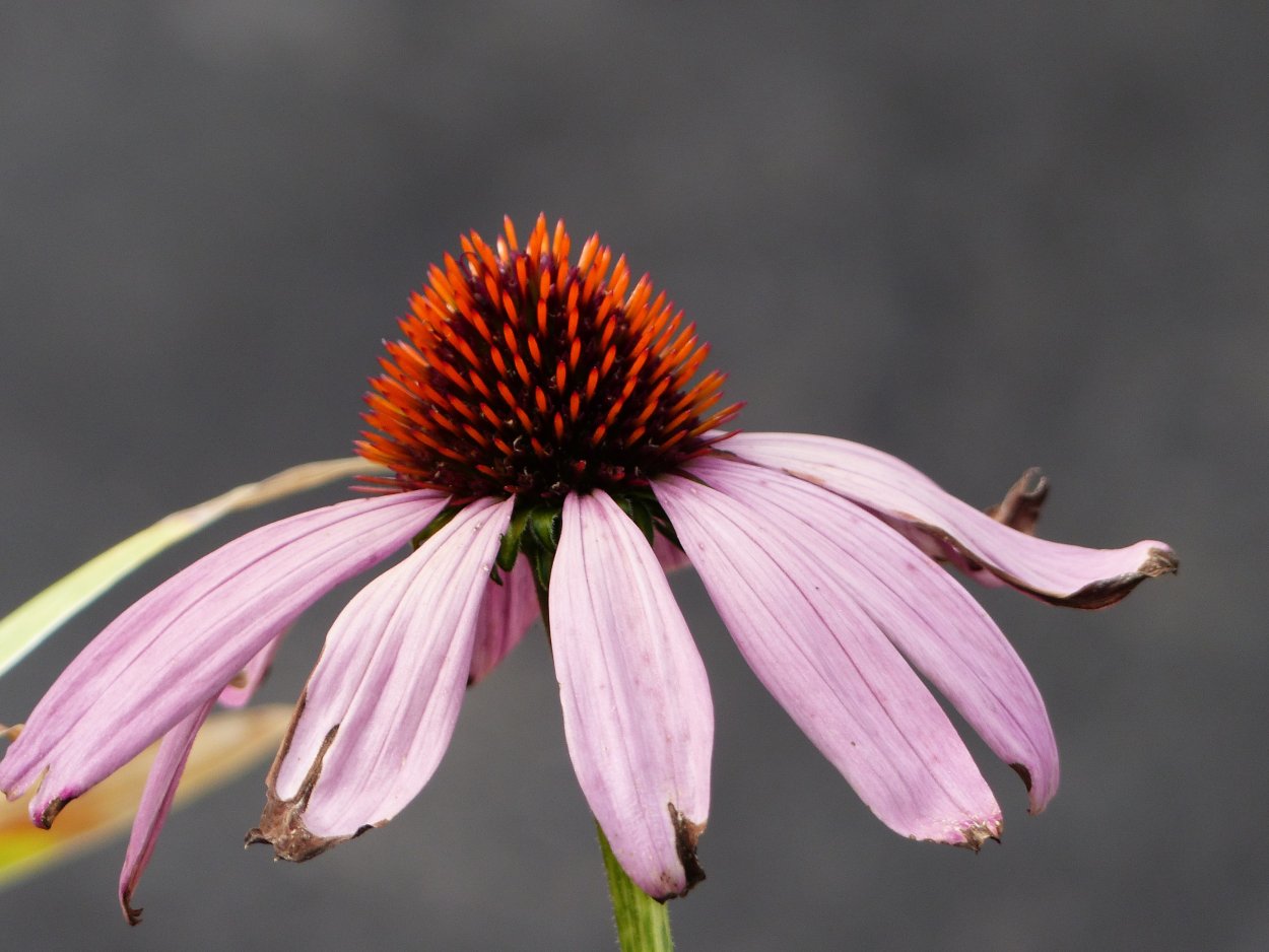 Эхинацея Дикая