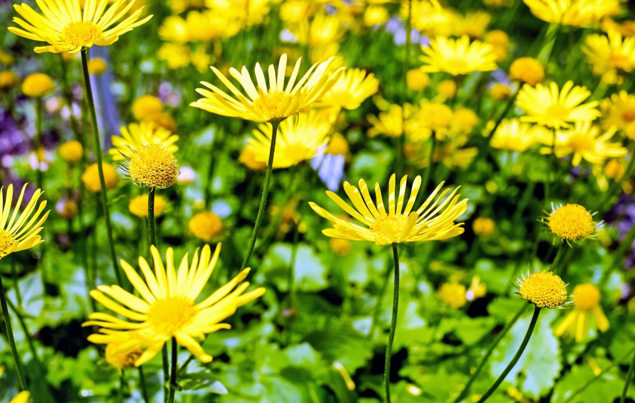 Гавриш дороникум Ориентале