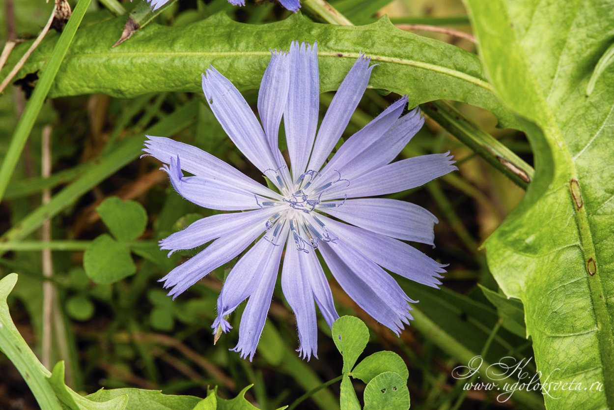 Цикорий обыкновенный Cichorium intybus