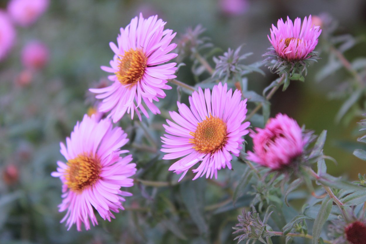 Астровые (Asteraceae)