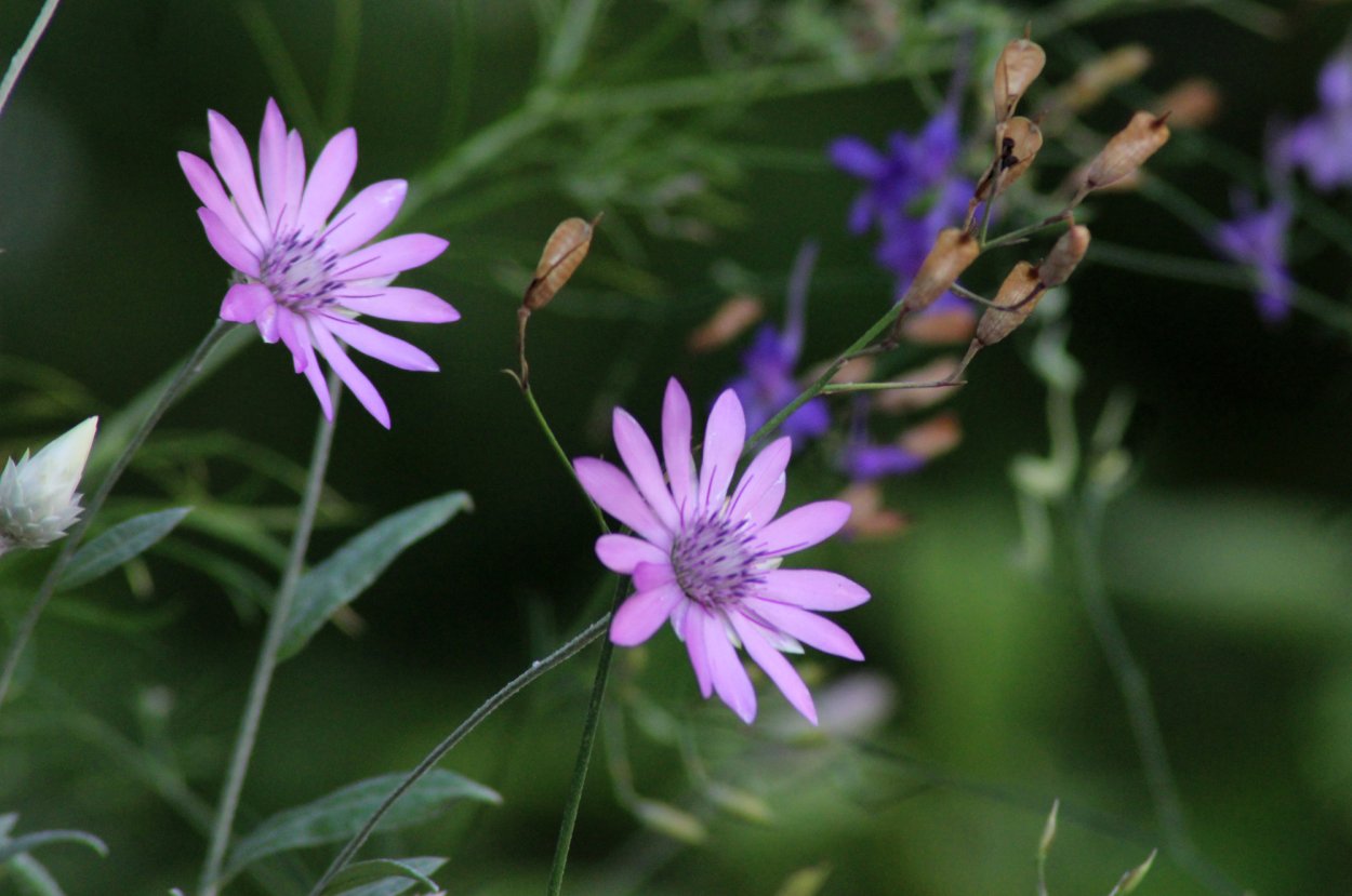Полевой сухоцвет бессмертник