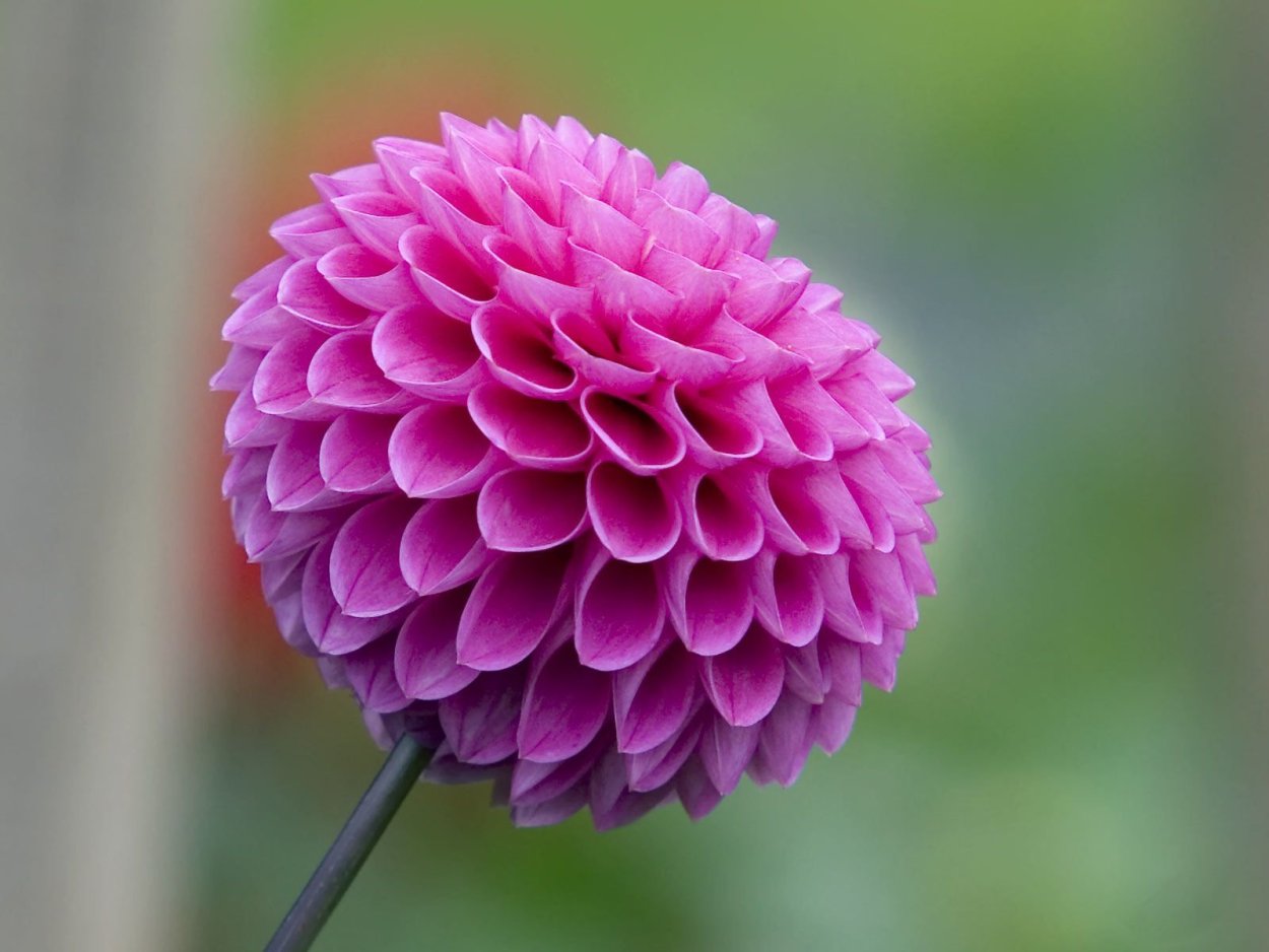 Сложноцветные георгин