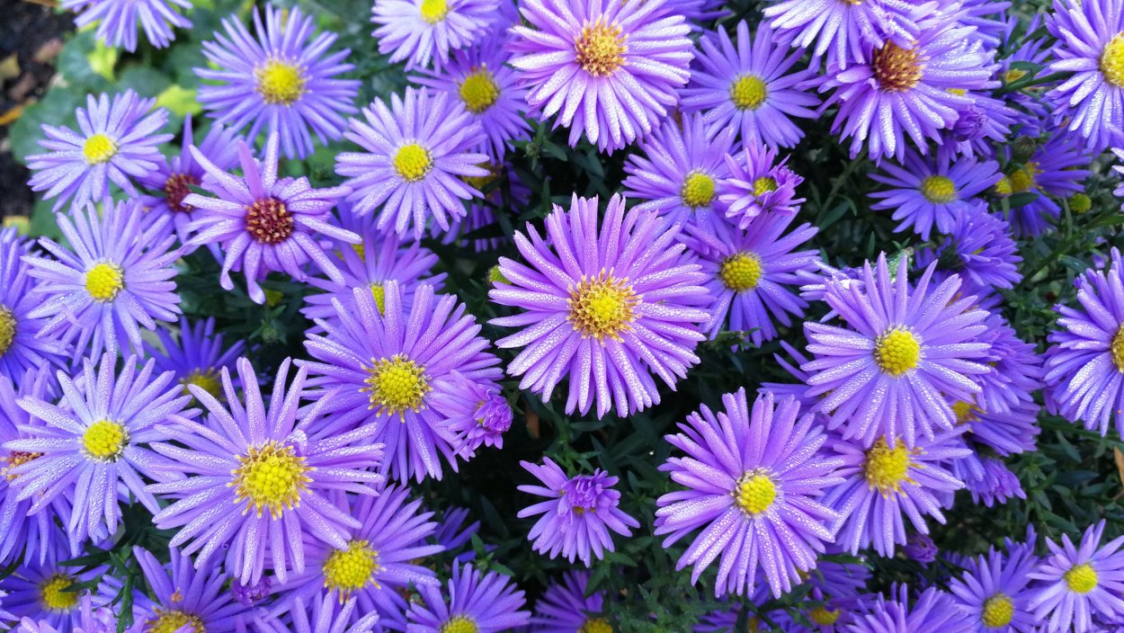 Семейство Сложноцветные маргаритки