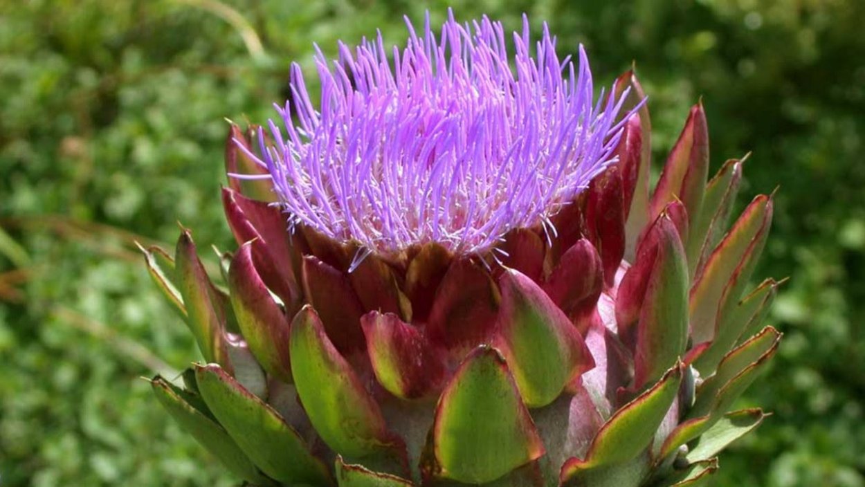 Артишок полевой