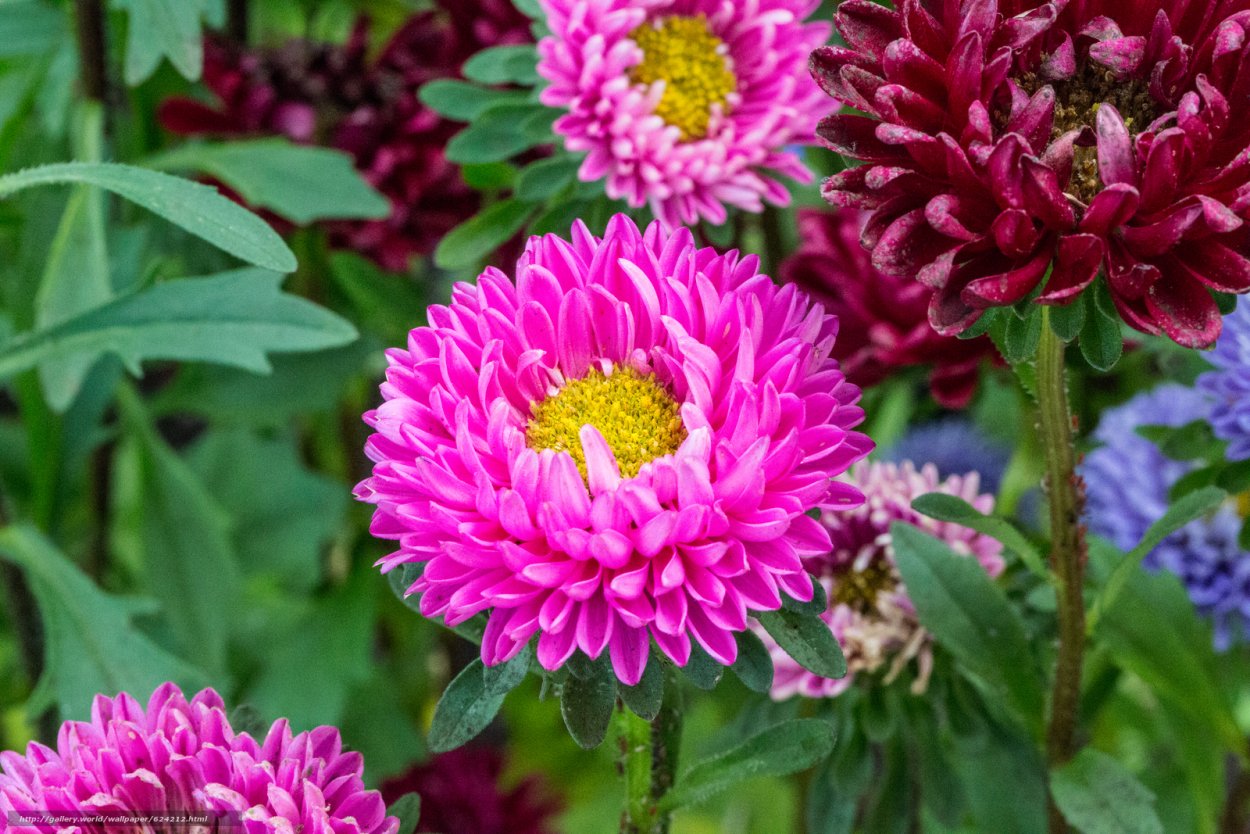 Астра остролистная