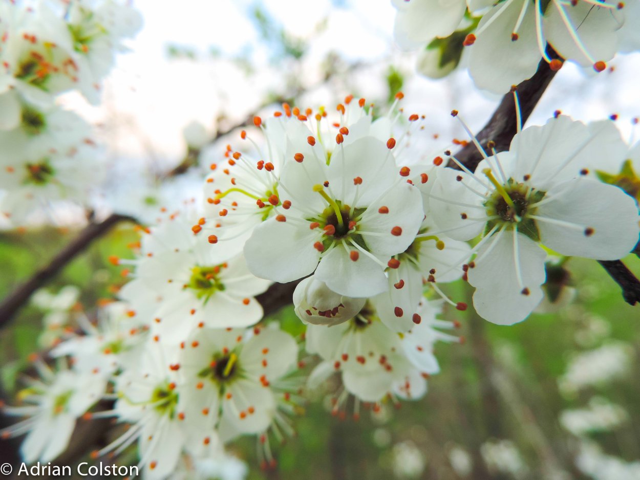 Цветы растения терен