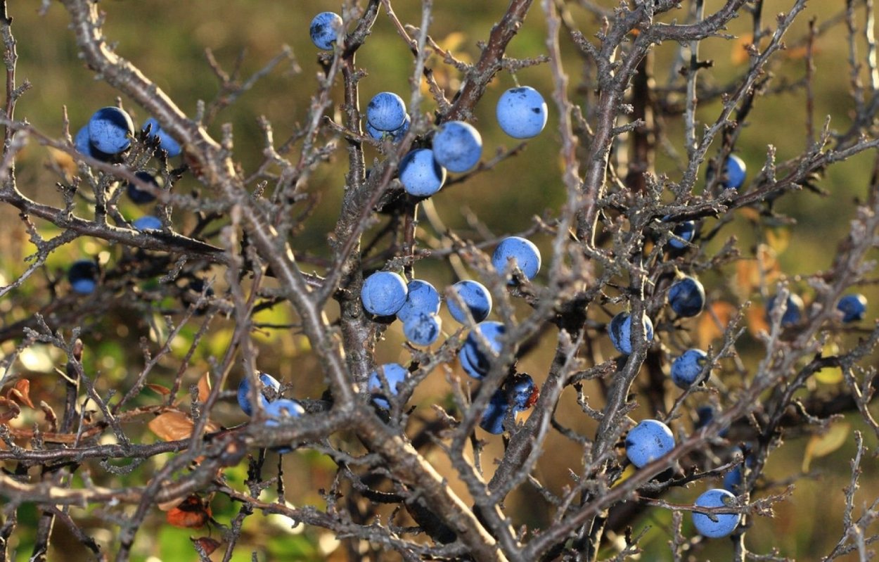 Терновник колючий кустарник