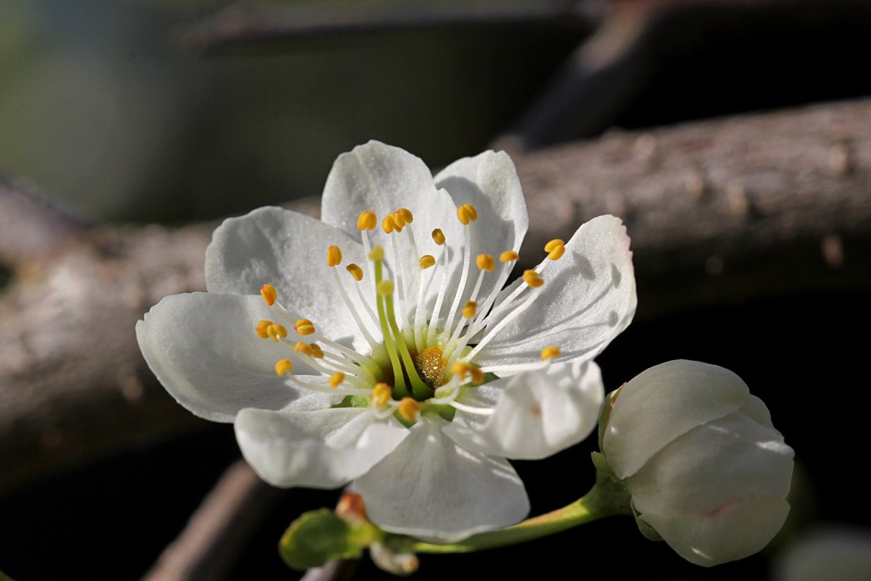 Терновник ягода