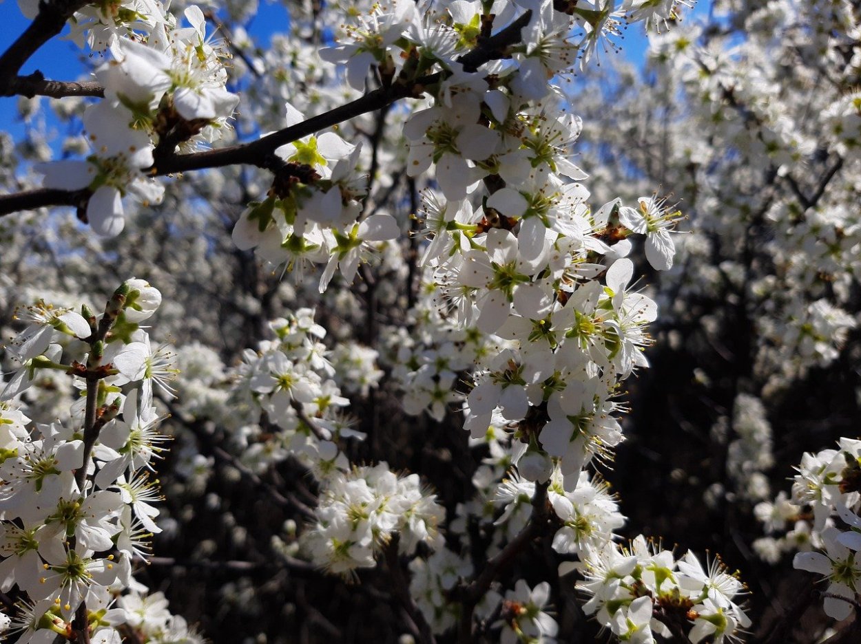 Цветущий Терновник