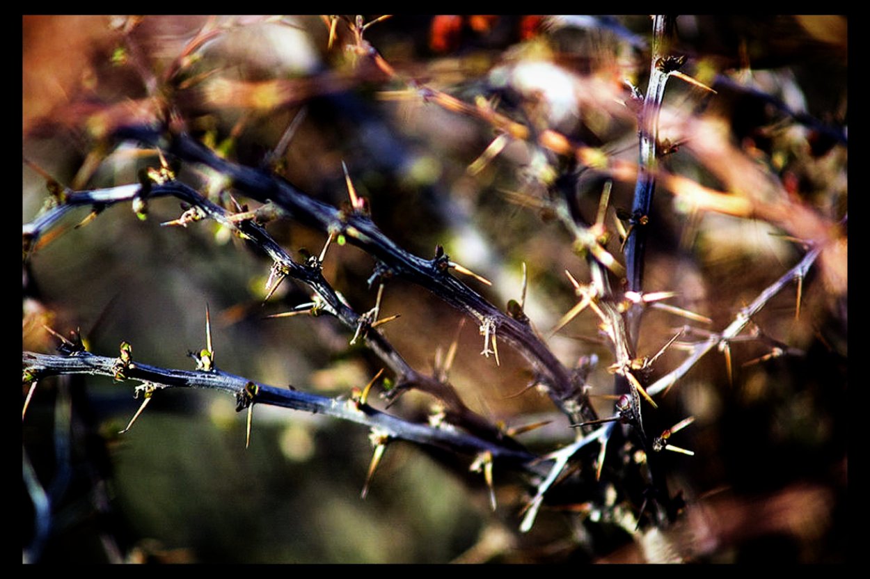 Тёрн Терновый куст