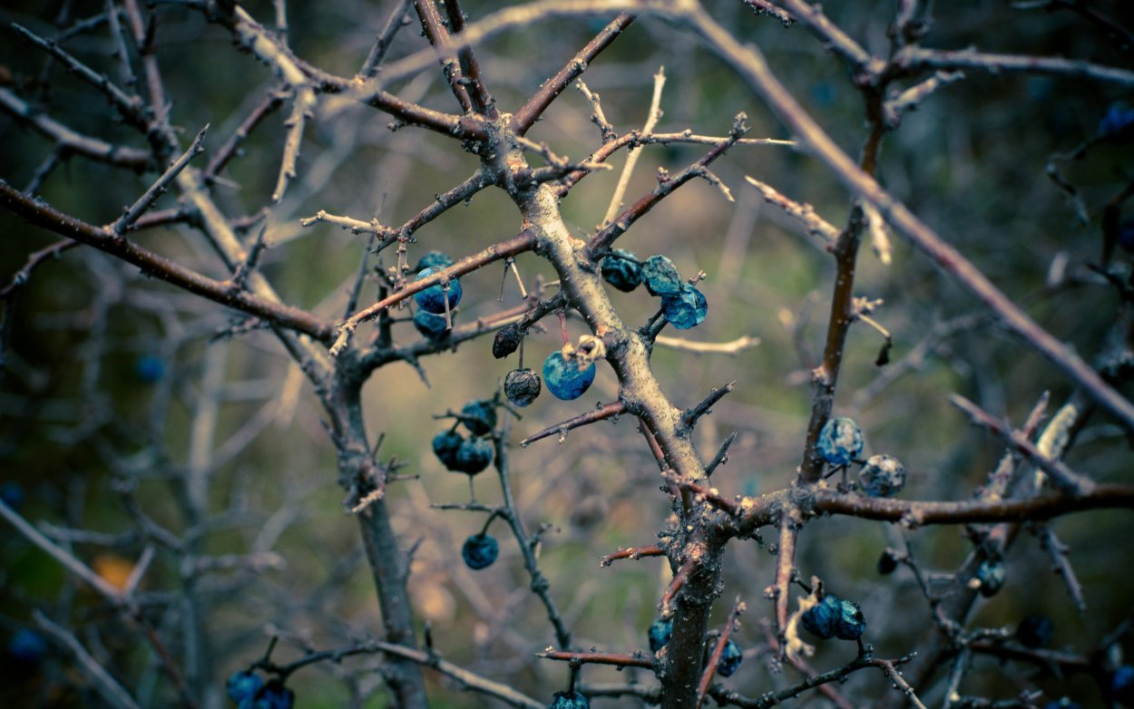 Терновник колючий куст