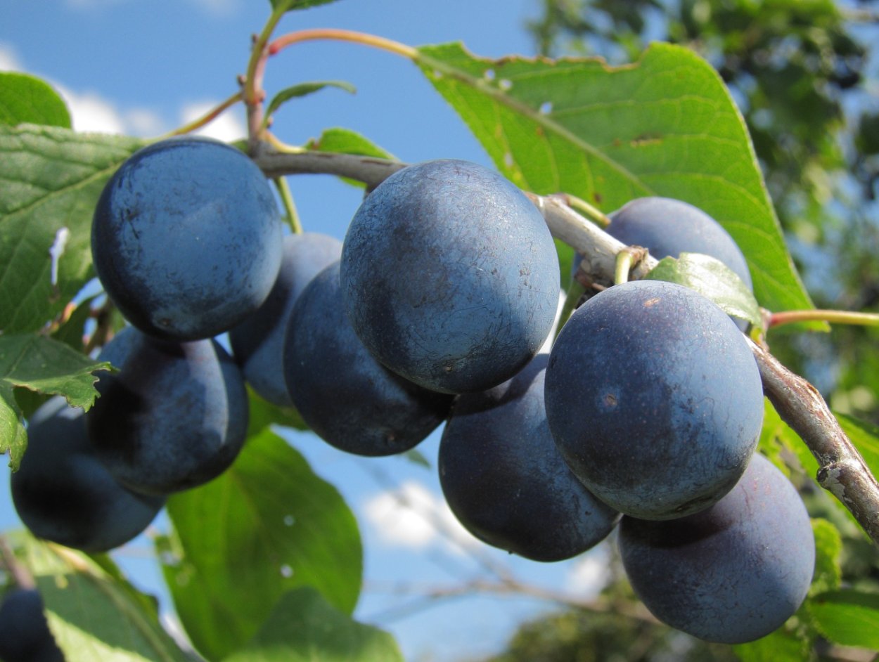 Prunus spinosa бутоны