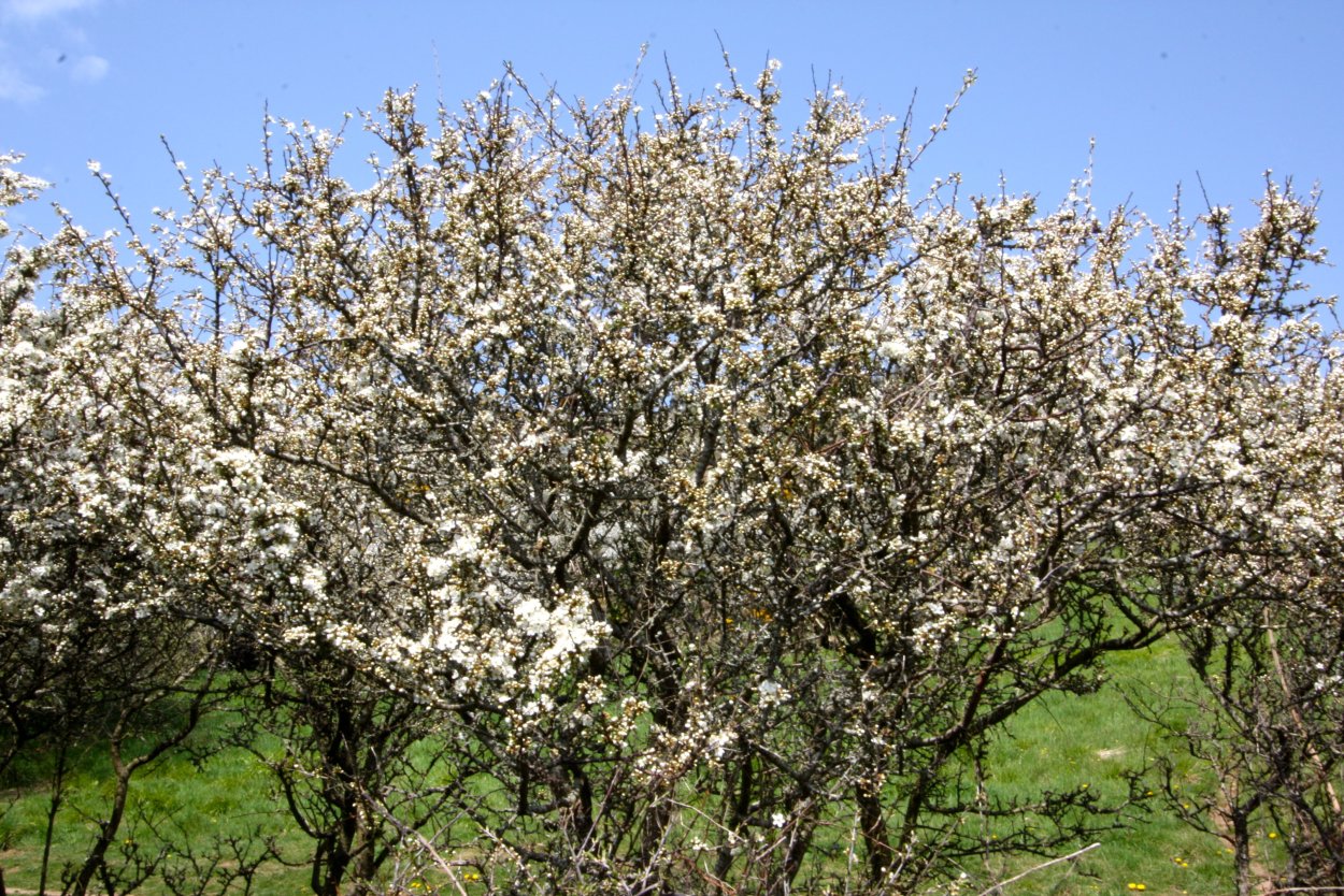Терн (Prunus spinosa)