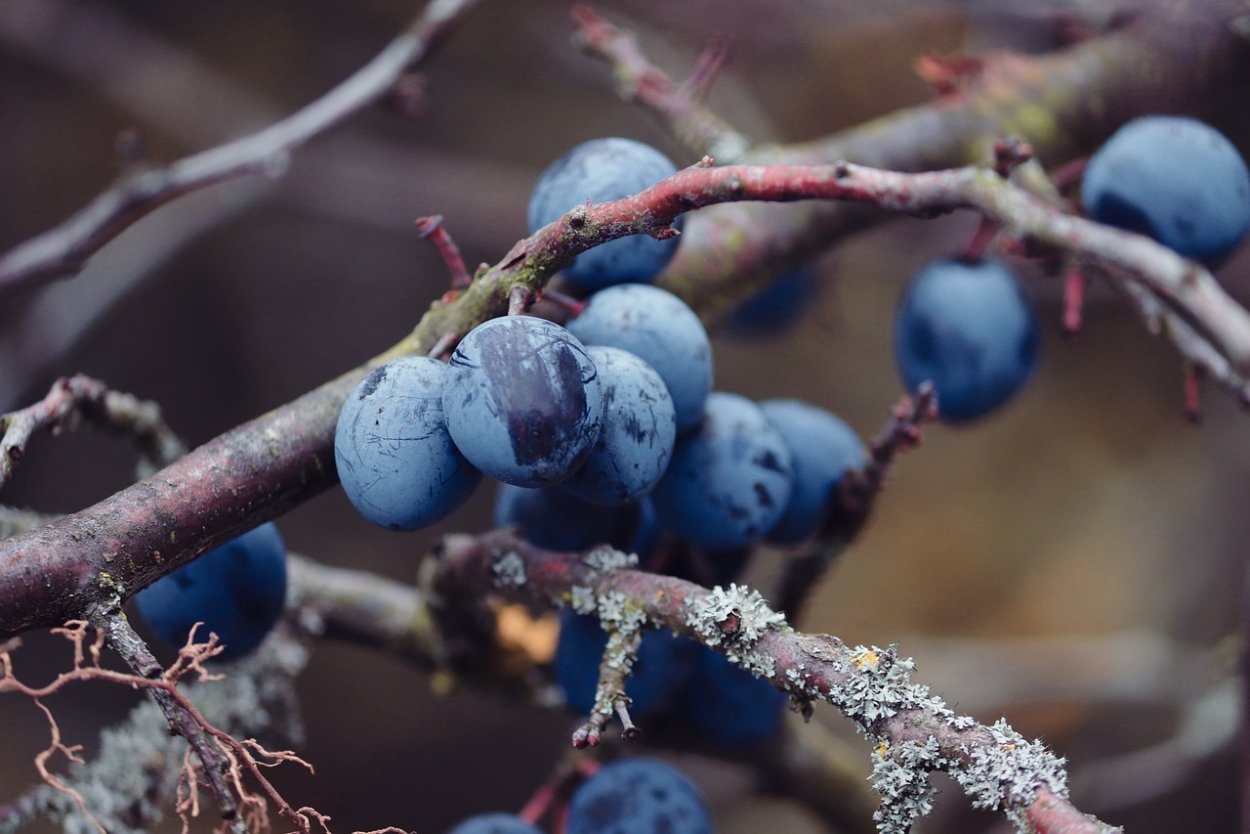Слива колючая, Терн - Prunus spinosa побеги