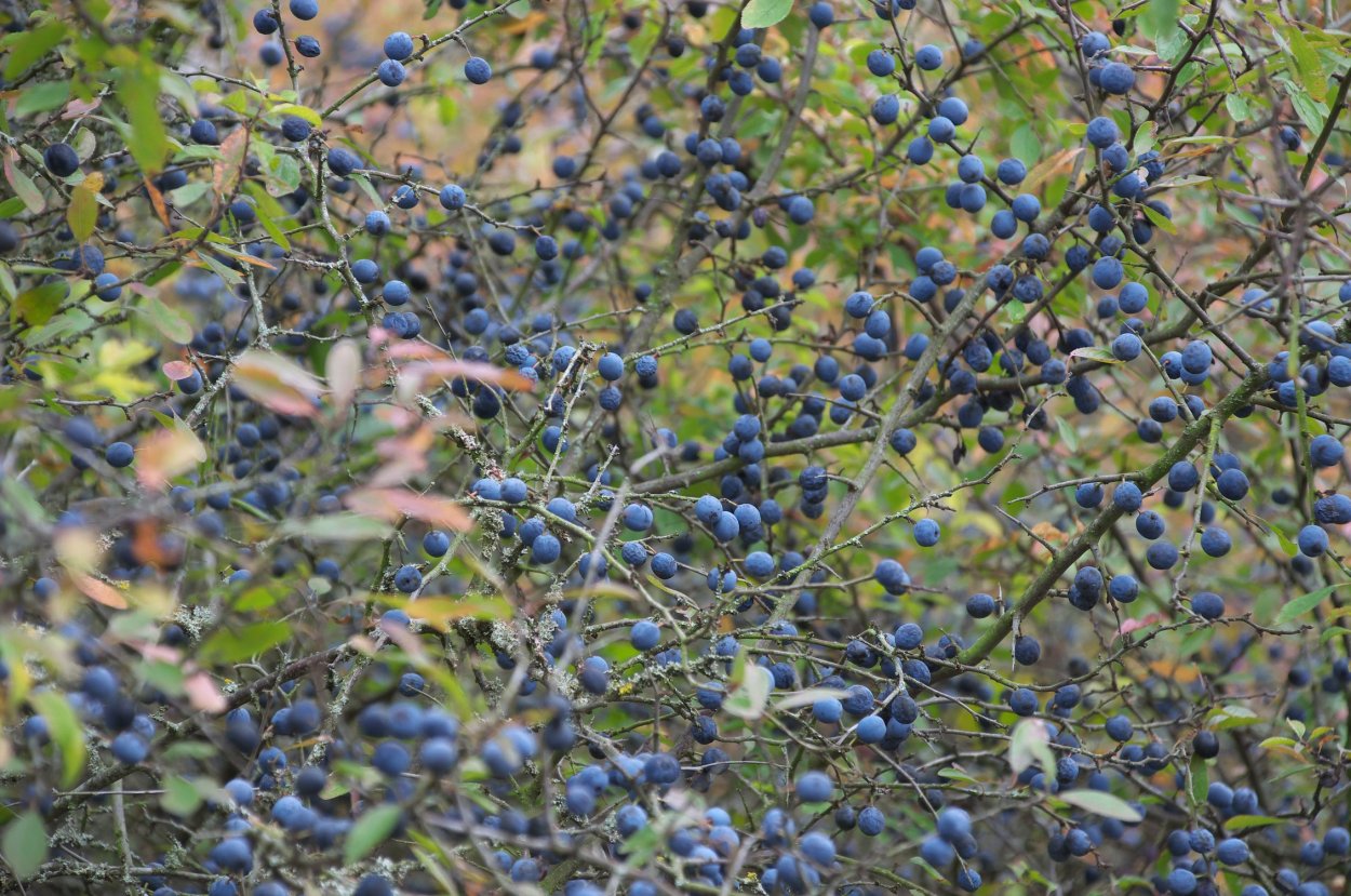 Прунус Вайт