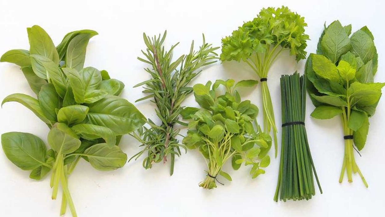 Петрушка укроп базилик Мелисса эстрагон