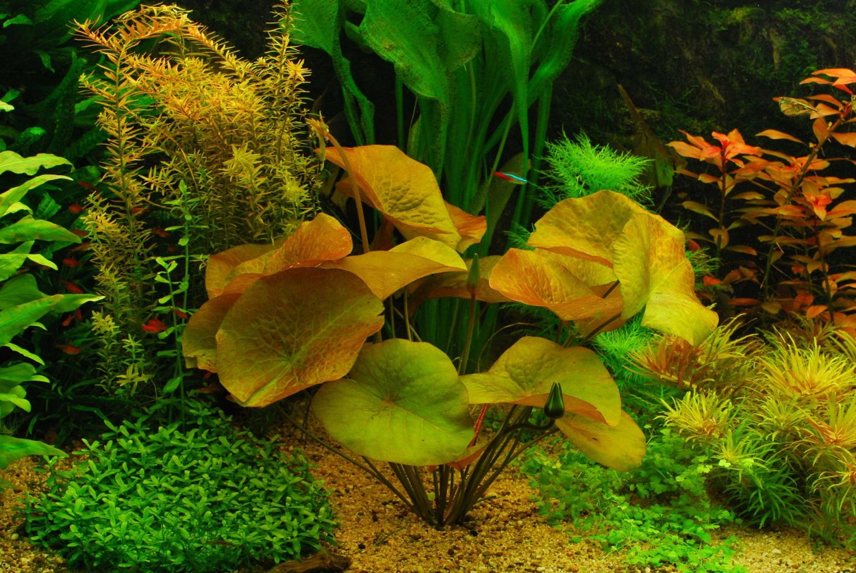 Нимфея тигровая