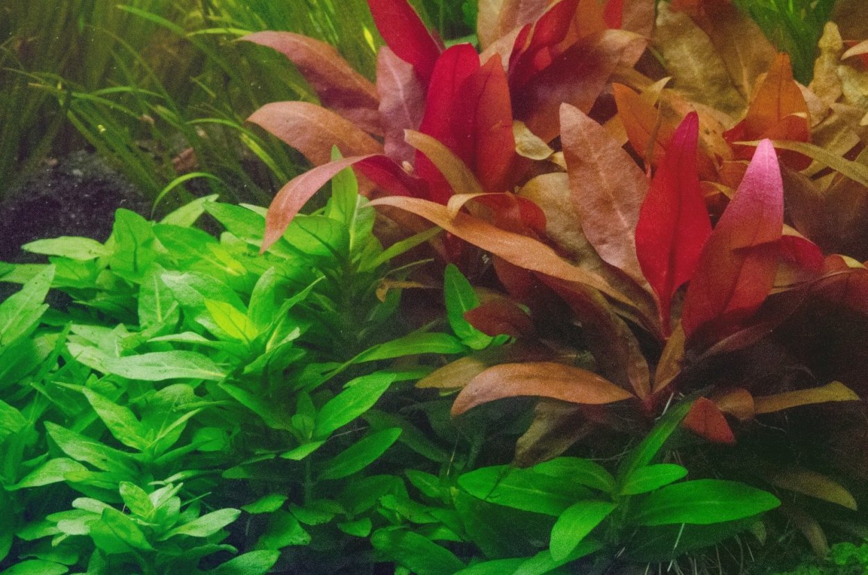 Альтернантера Рейнека