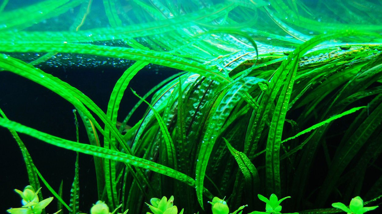 Криптокаринаапанагетонолистная -