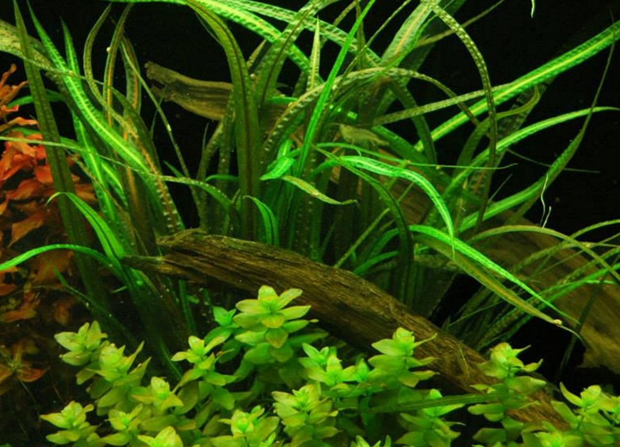 Криптокорина аквариумное