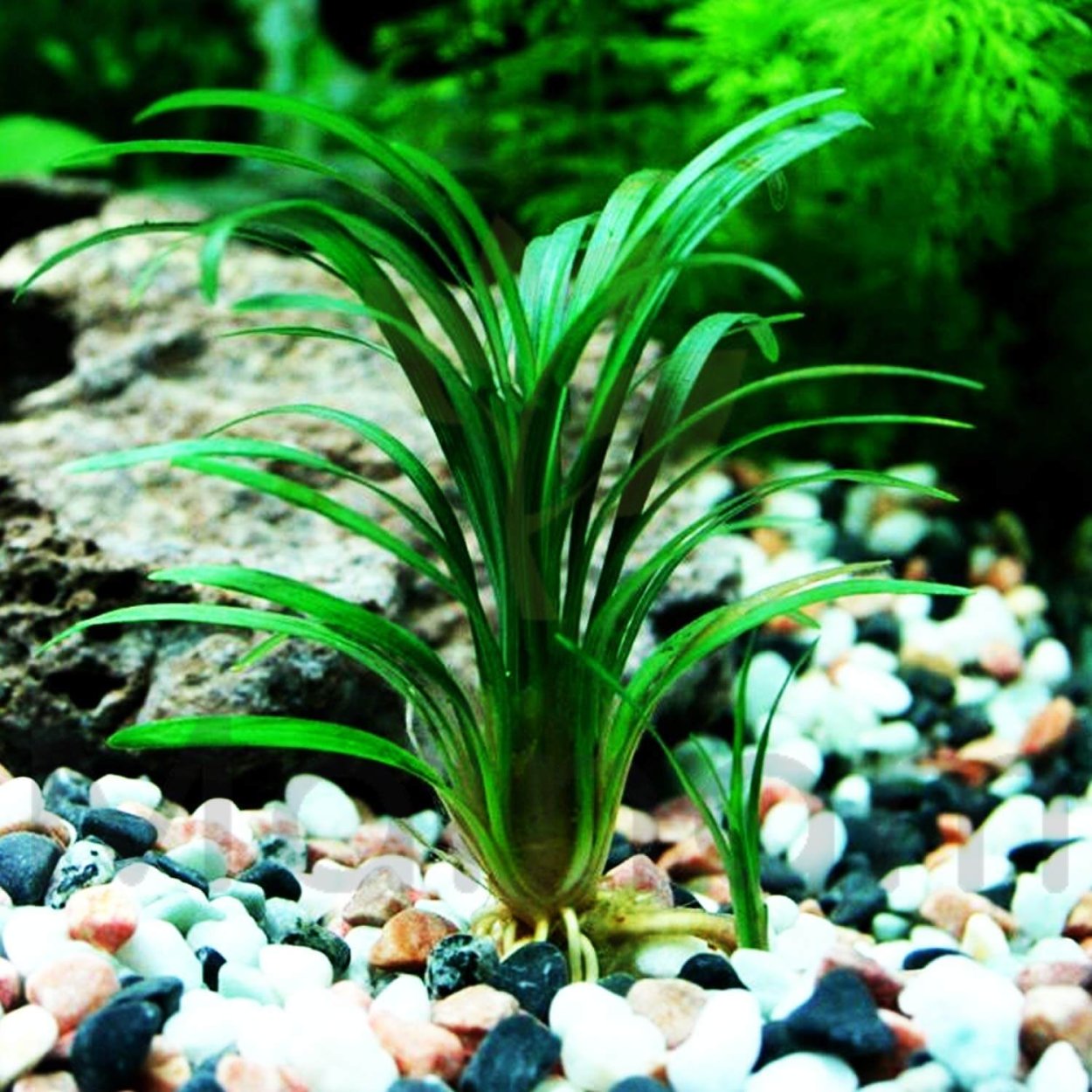 Офиопогон Японика