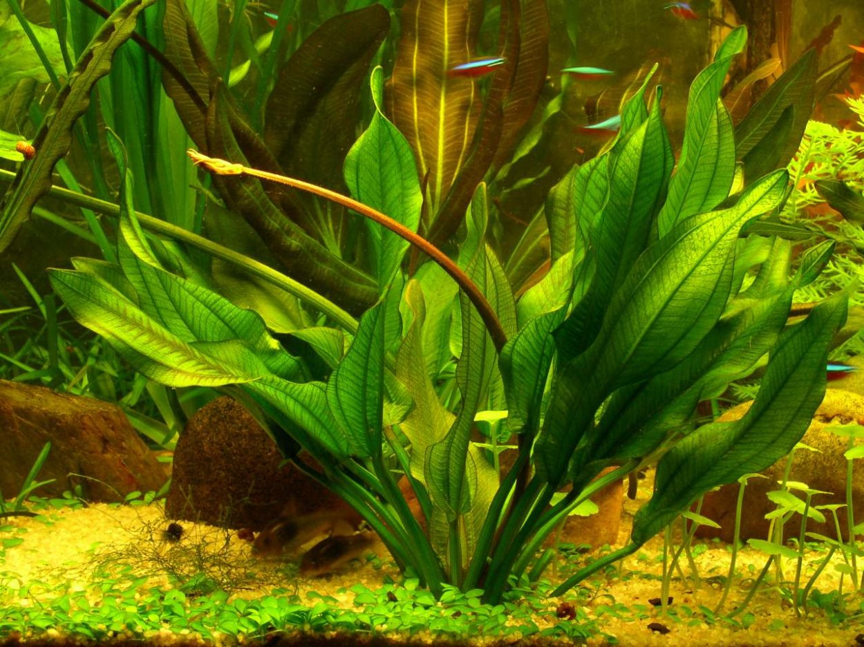 Эхинодорус Ашерсона