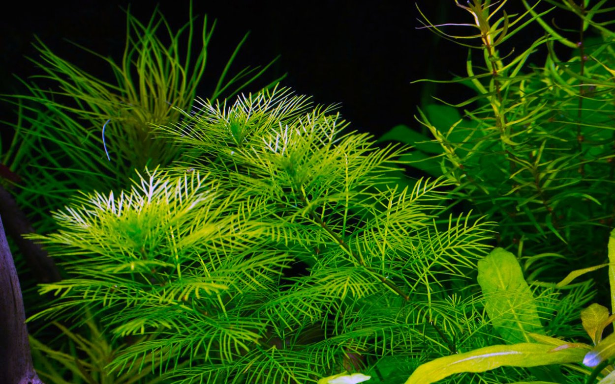 Перистолистник матогросский