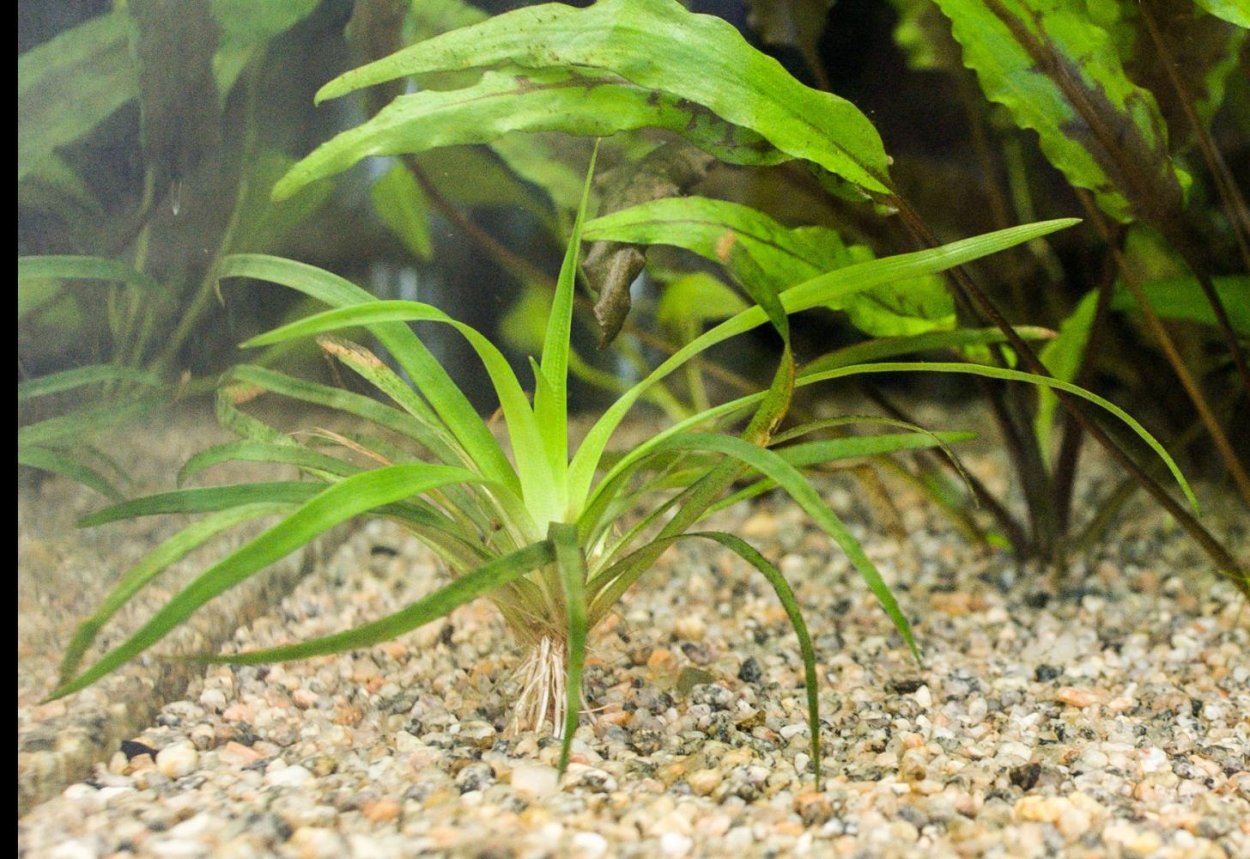 Офиопогон Сагиттария жестколистная