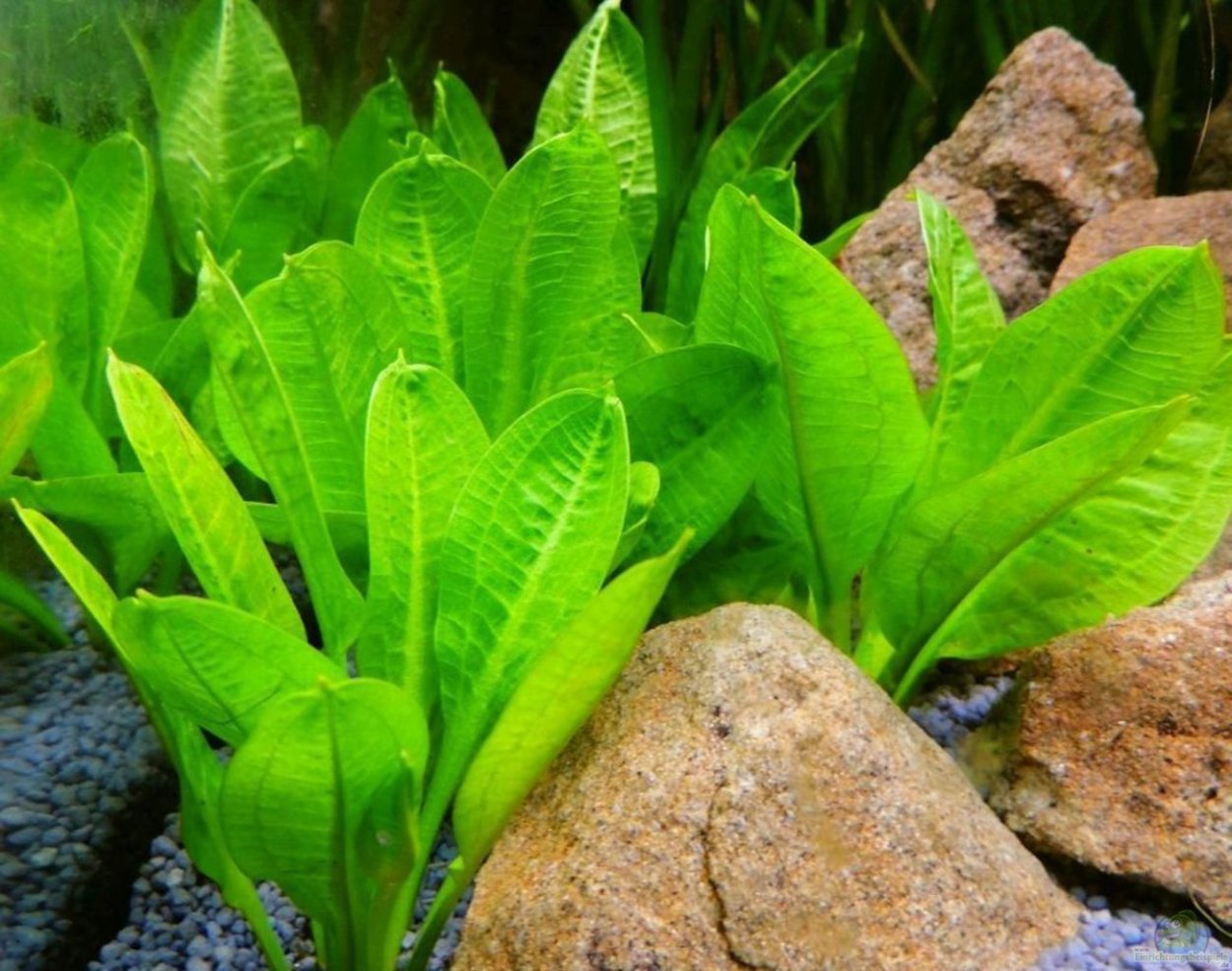 Эхинодорус аквариумное