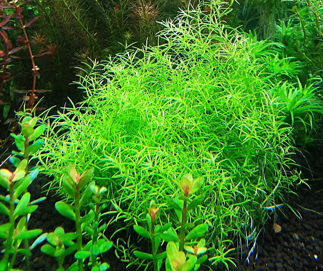 Ротала Цейлон