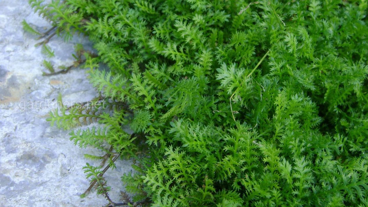 Лептинелла Котула