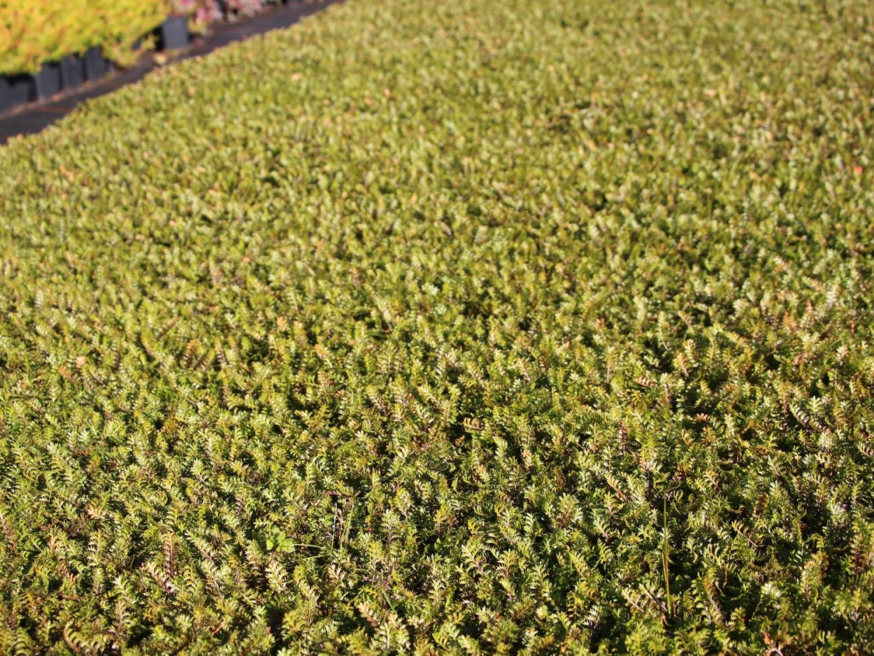 Почвопокровная газонная трава