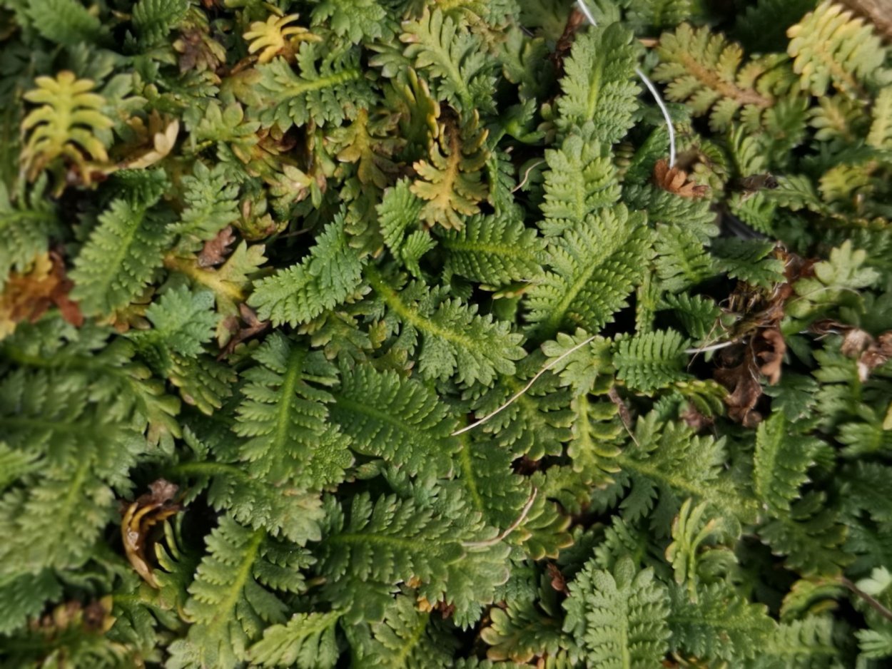 Лептинелла зеленая