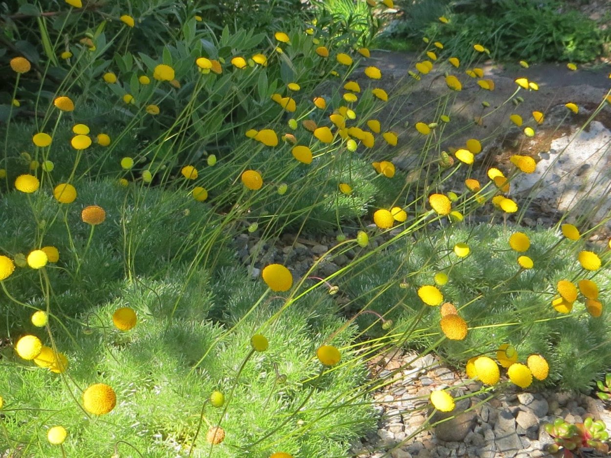 Котула щетинистоволосистая