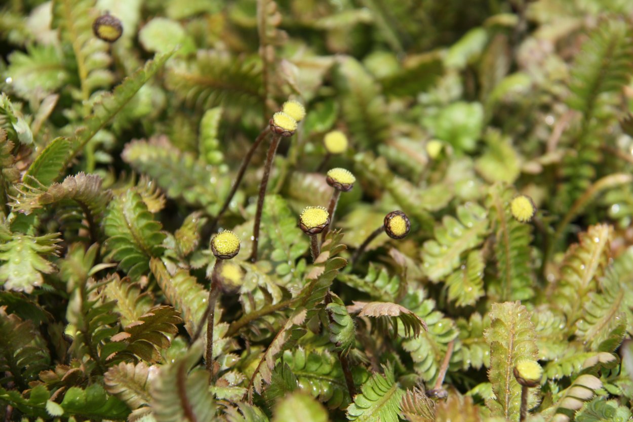 Растет на каменистой и сухой почве растения