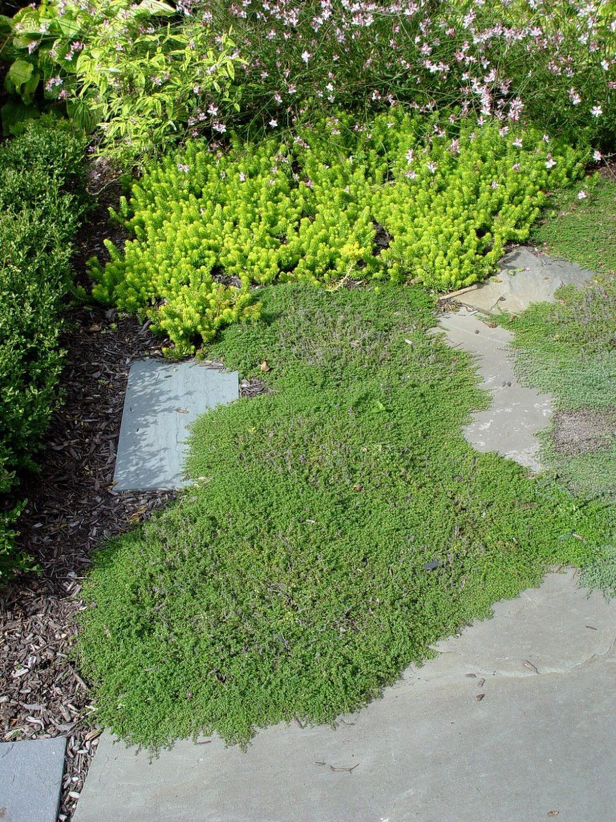 Тимьян Creeping Red